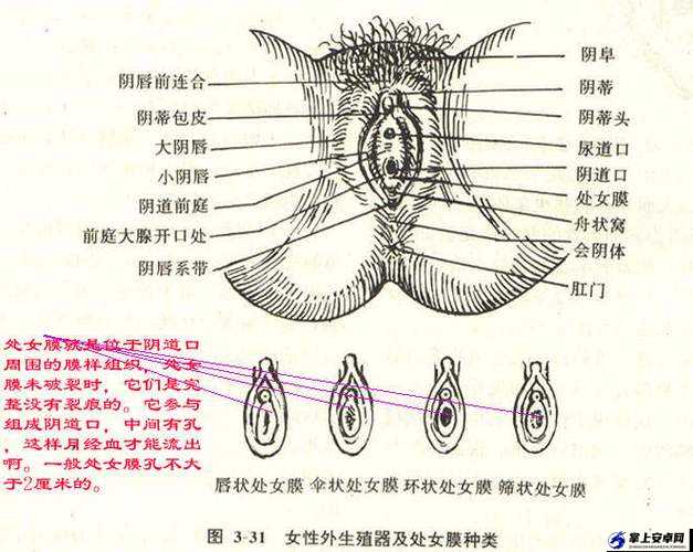 正常阴脣图片展示及相关说明